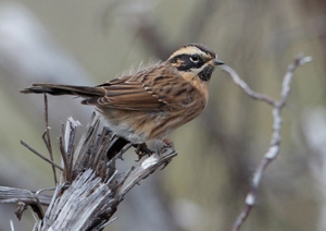 Хайруулдай (Харомруут хайруулдай)